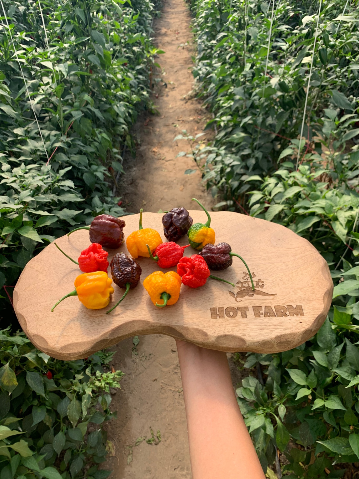 Дъска Hot Farm с над 10 сорта люти чушки