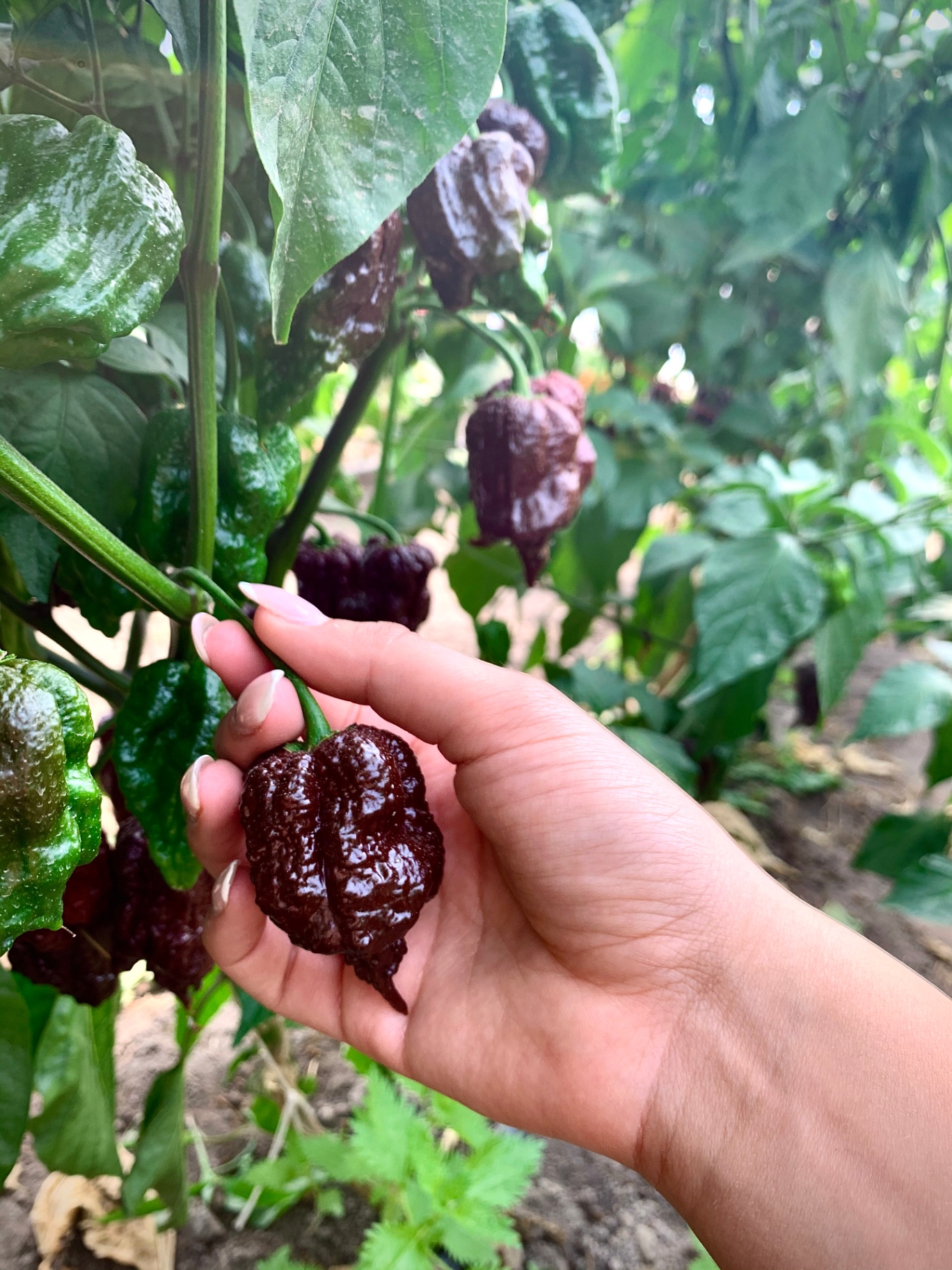 Chocolate Carolina Reaper в ръка