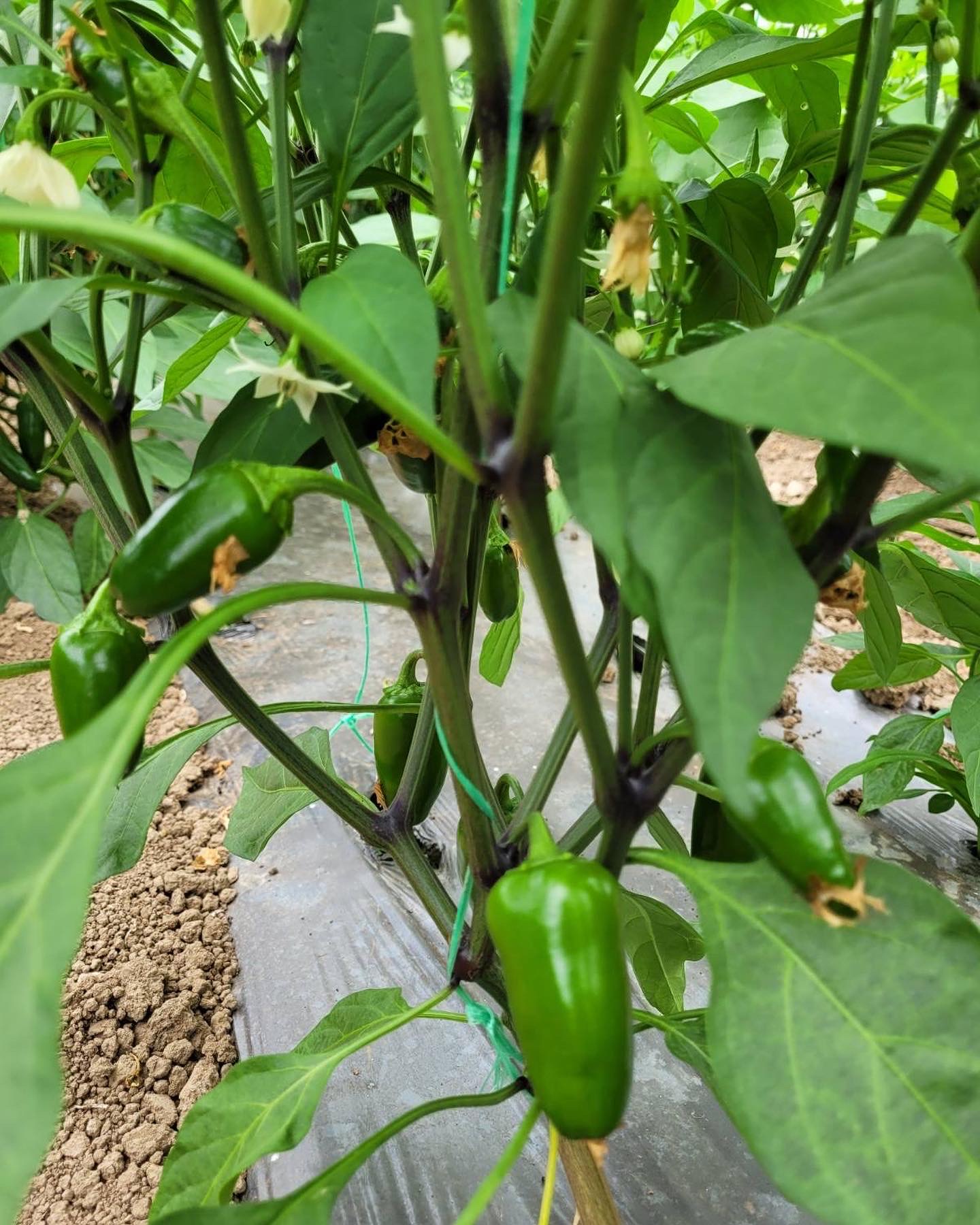 Jalapeño чушки на растението в оранжерията
