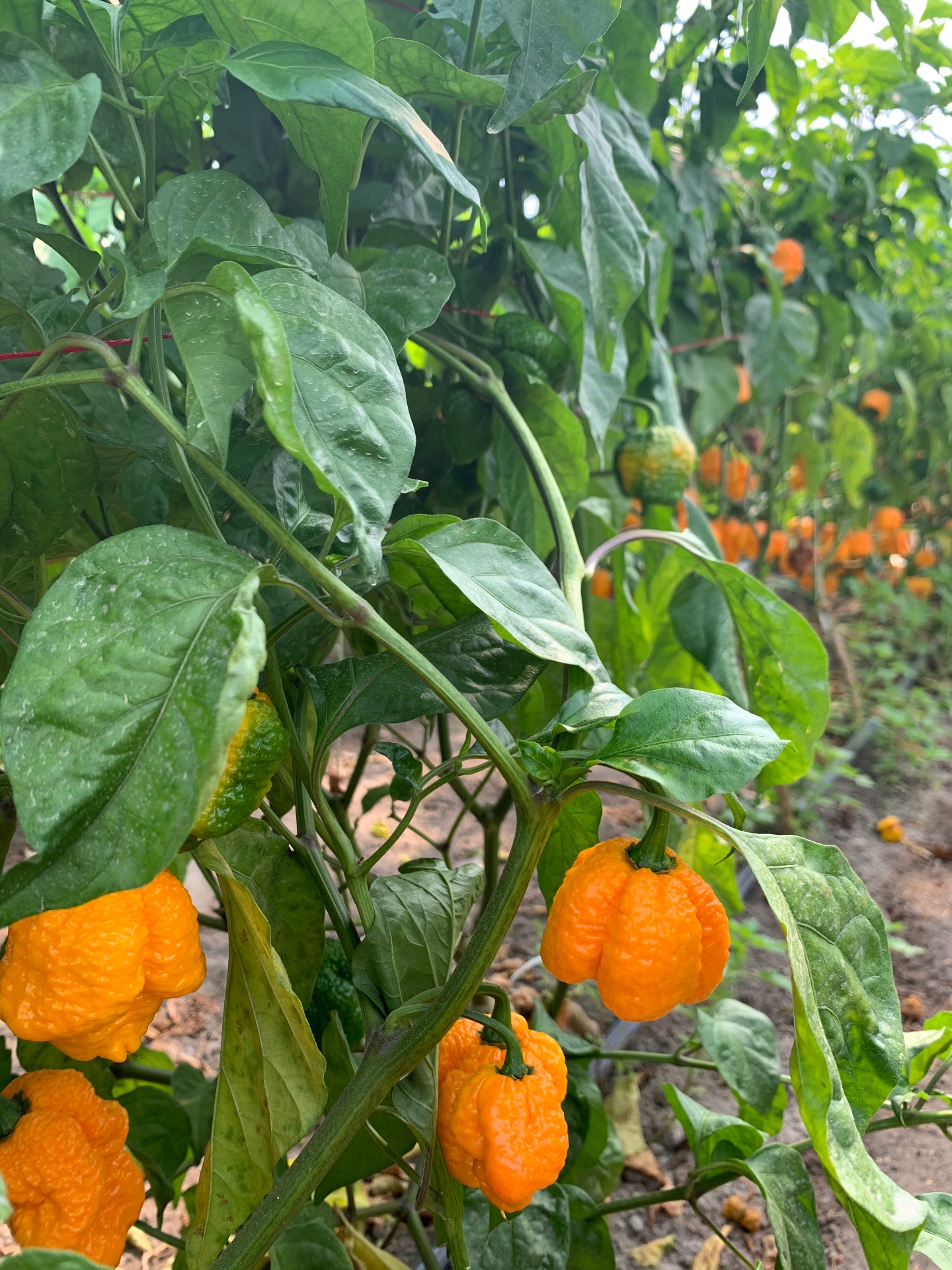 Trinidad Moruga Scorpion чушки на растението